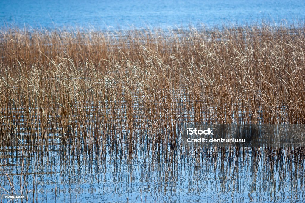 Reeds at lake Beauty In Nature Stock Photo