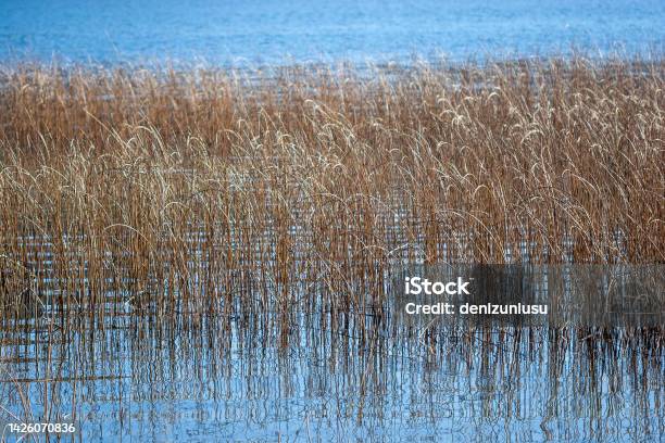 Reeds At Lake Stock Photo - Download Image Now - Beauty In Nature, Blue, Color Image