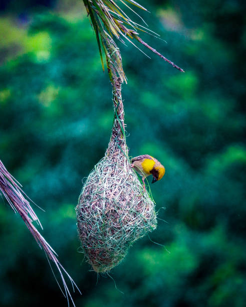 The baya weaver is a weaverbird found across the Indian Subcontinent and Southeast Asia. Flocks of these birds are found in grasslands, cultivated areas, scrub and secondary growth and they are best known for their hanging retort shaped nests woven from leaves
