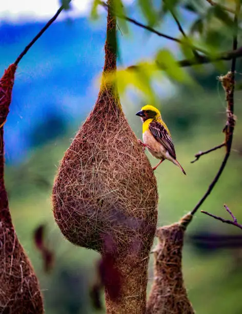 The baya weaver is a weaverbird found across the Indian Subcontinent and Southeast Asia. Flocks of these birds are found in grasslands, cultivated areas, scrub and secondary growth and they are best known for their hanging retort shaped nests woven from leaves