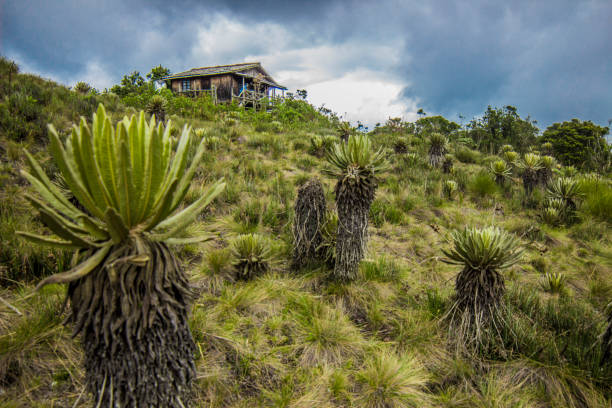 Belmira landscape, paramo, frailejones, espeletia, waterfall