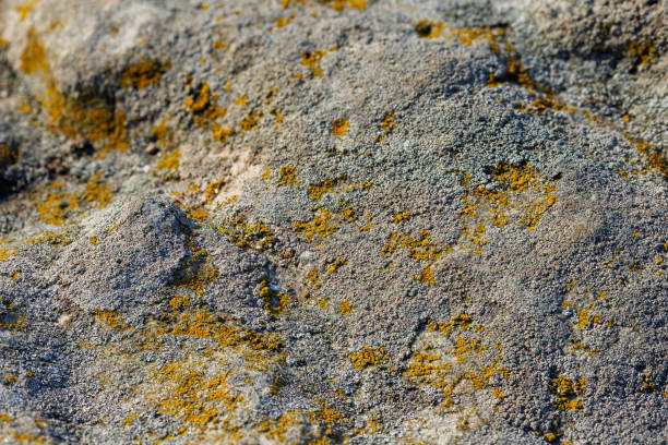 Lichen on quartzite sandstone surface. A pioneer lichen in Bare Rock Succession that helps break down rock and sets the stage for mosses and other plants to follow succession.