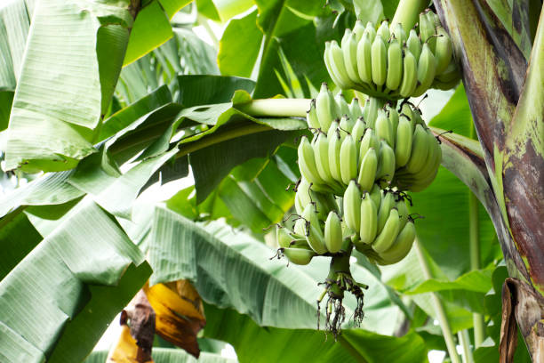 istock bananas raw bunch on a banana Tree,banana in jungle. 1426076364