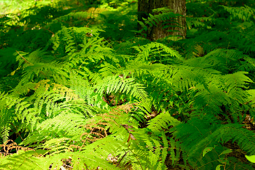 Close-up image of a group of ferns on a forest floor along a trail in Coopers Rock State Forest, West Virginia.
