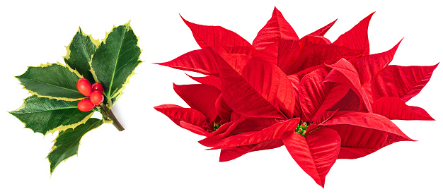 Christmas flower poinsettia with Holly berry flowers isolated on white background. Flat lay. Top view. Xmas symbols
