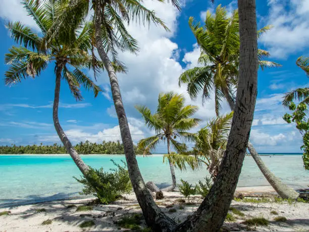 Coconut Palm Trees fringe the remote Blue Lagoon beach and shark nursery at Rangiroa Atoll, French Polynesia, in the South Pacific, only accessible by boat. High quality photo