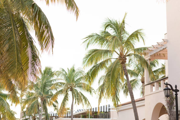 Wide image of tropical landscape on a bright summer day