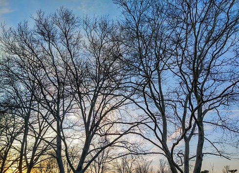 A radiant sunset behind bare trees in April.