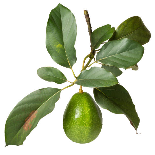 avocado in the tree branch isolated on white background, also known as alligator pear or butter fruit, fresh fruit with leaves