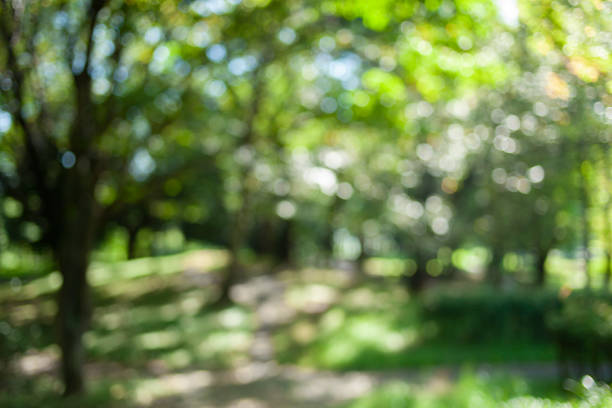 istock green nature blur bokeh background 1426093639