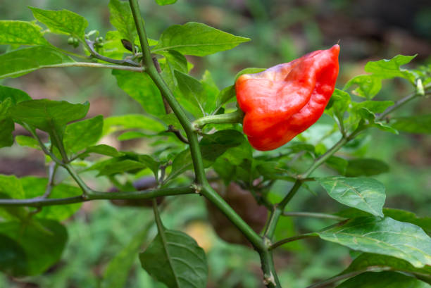 istock chilli plant with red ripe fruit 1426093937