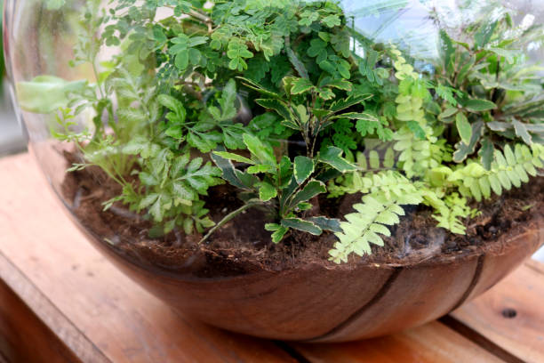 istock Glass terrarium with ferns 1426095091