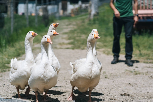 istock A gaggle of geese waddle down a road 1426103269