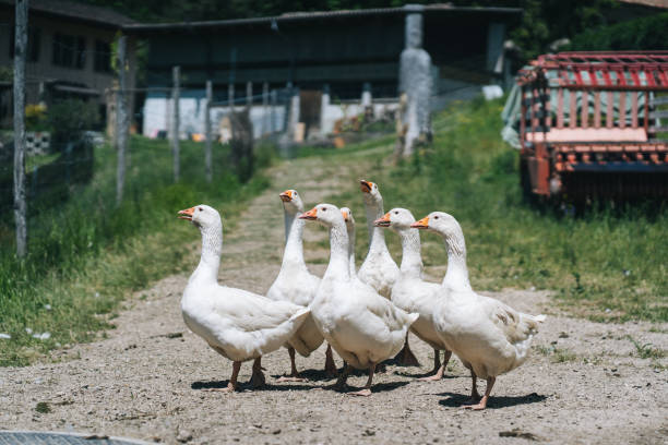 istock A gaggle of geese waddle down a road 1426103396