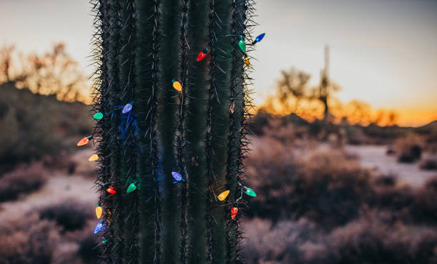 Free Stock Photo of Saguaro Cactus | Download Free Images and Free