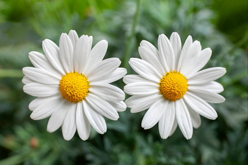 Close-up of two daisy flowers in field.