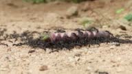 istock Group of Black ants are carrying their food 1426108159