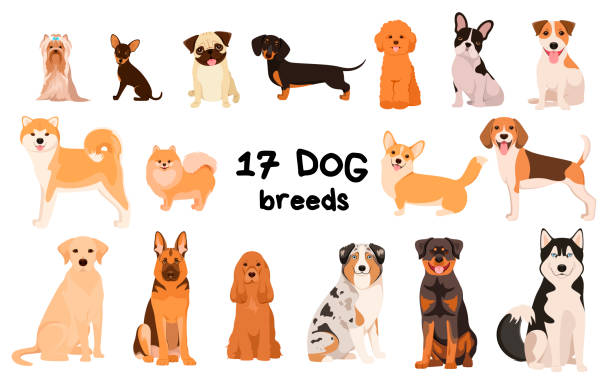 illustrazioni stock, clip art, cartoni animati e icone di tendenza di un set di cani di razza - cane