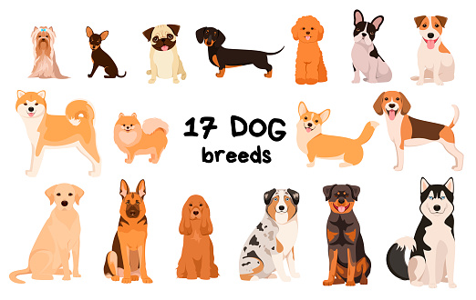 A set of purebred dogs on a white background. Cartoon design.