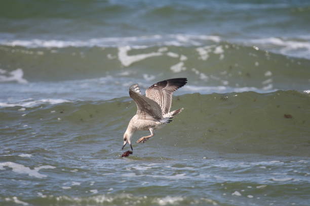sea bird in low flight over water and sand