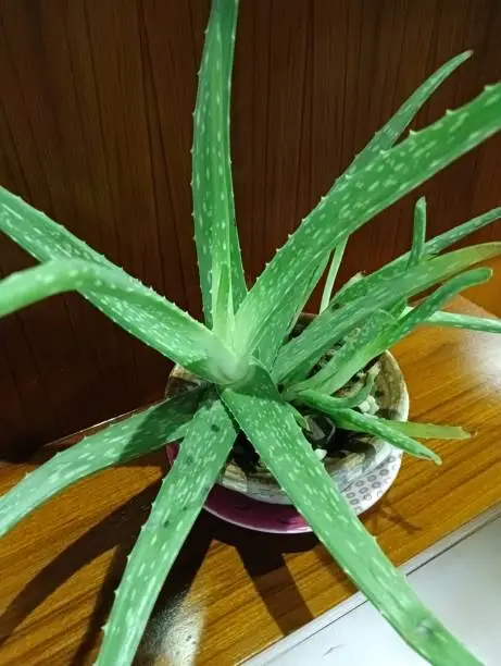 Natural green aloevera in house