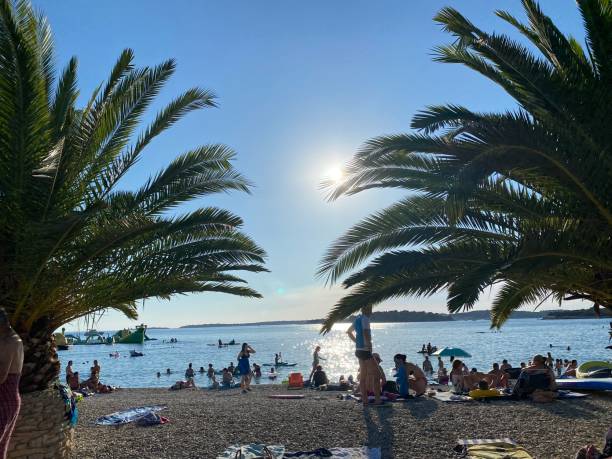 Palm trees with beach and blue sky over sea in background
