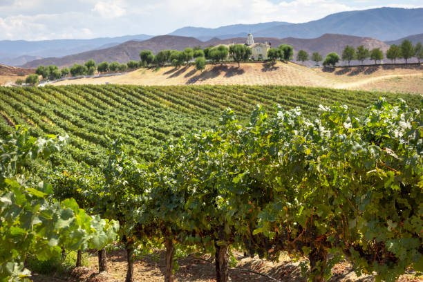 istock scenic countryside grapes 1426121687