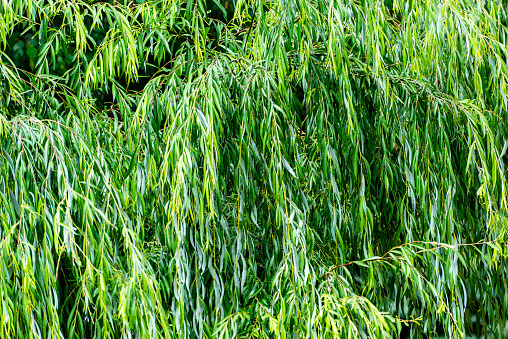 Green tree branches of agonis flexuosa in garden in the spring day, nobody