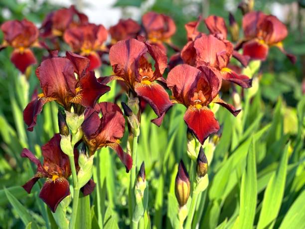 istock Beautiful iris flowers at spring park. 1426124519