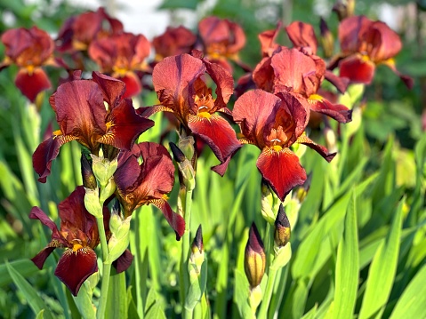 Beautiful iris flowers at spring park.