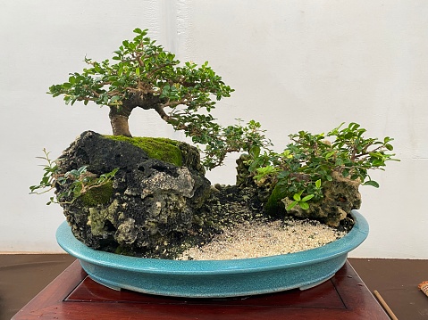 Chiesischer Zwergrododendron im Topf aus der Gärtnerei