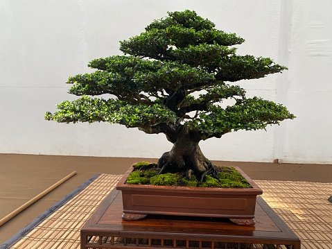 Bonsai Tree on white background.