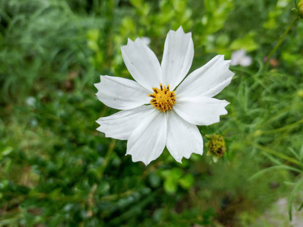 istock Southwestern cosmos flower. Cosmos parviflorus 1426129840