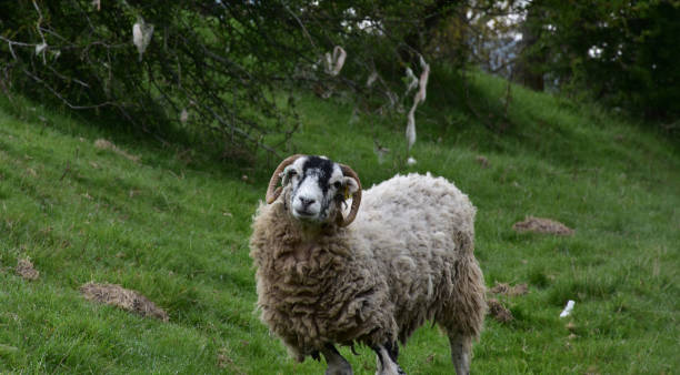 istock Ram with Curved Horns Standing in a Field 1426133408