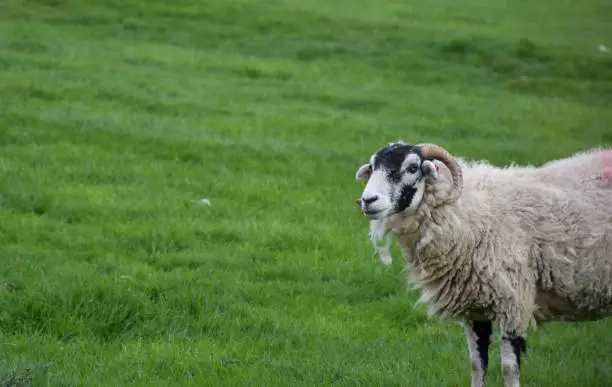 Cute sheep with curved horns in a grass pasture in the spring.