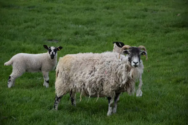 Adorable white and black ewe standing with lambs in a field.