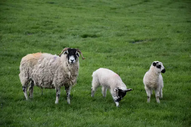 Adorable lambs with a ram standing in a grass meadow.