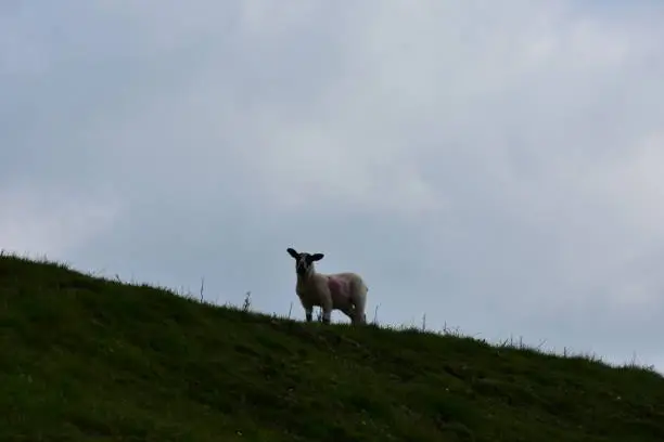 Small young lamb standing on top of a grass covered hill silhouetted.