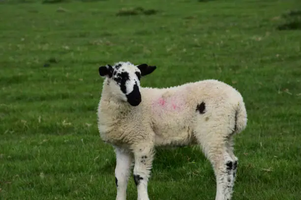 Absolutely adorable white and black lamb standing in a field.