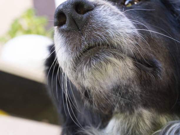 istock Muzzle of black and white half-breed dog in foreground 1426136167