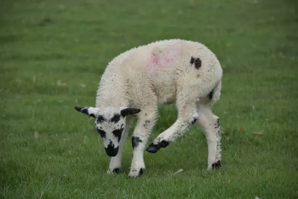Cute lamb itching his ear with his back foot in a field.