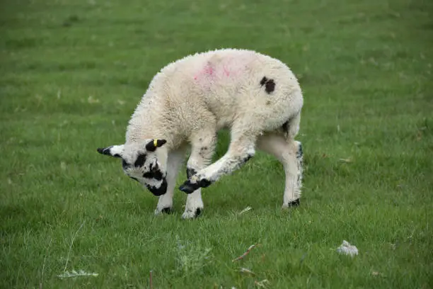 Adorable little white lamb itching his ear with his back foot.