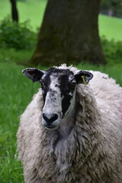 Sweet look into the face of a mature sheep in the spring time.