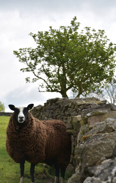 istock Brown Sheep Standing by an Old Rock Wall 1426136573