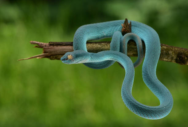 istock Trimeresurus insularis, Indonesian pit viper 1426138852