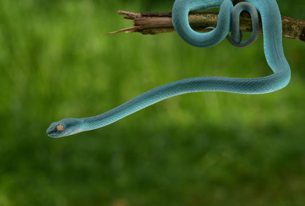 istock Trimeresurus insularis, Indonesian pit viper 1426138883
