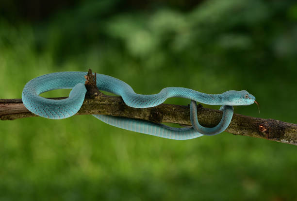 istock Trimeresurus insularis, Indonesian pit viper 1426138886