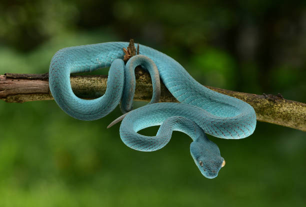 istock Trimeresurus insularis, Indonesian pit viper 1426139454