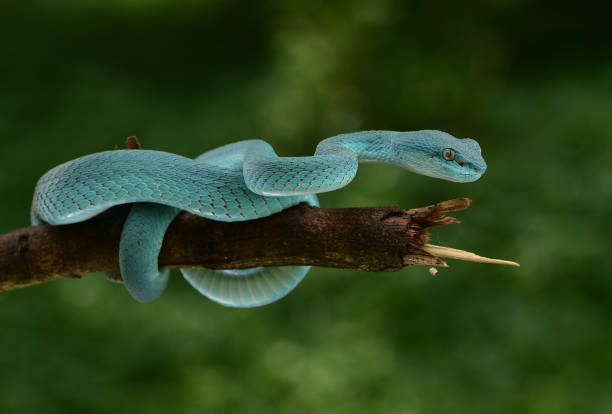 istock Trimeresurus insularis, Indonesian pit viper 1426139469