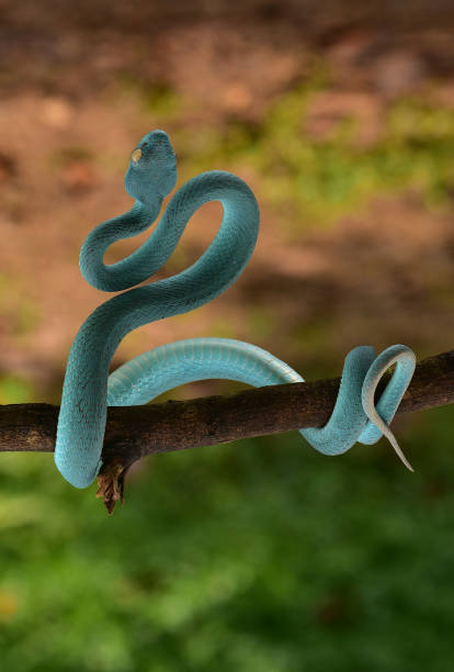 istock Trimeresurus insularis, Indonesian pit viper 1426140019